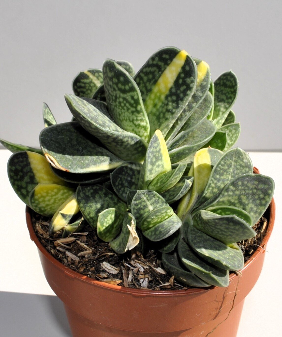 Gasteria gracilis 'Variegata'