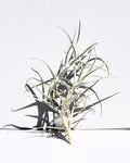 Tillandsia paleacea