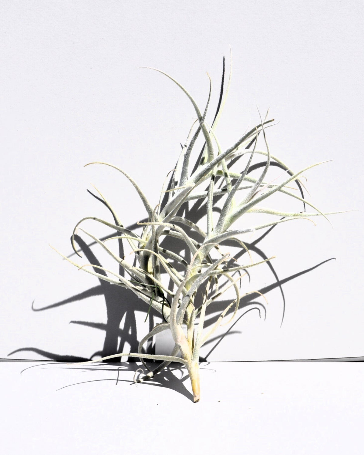 Tillandsia paleacea