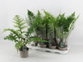 Cyathea australis [=Alsophila australis](feto arbóreo)