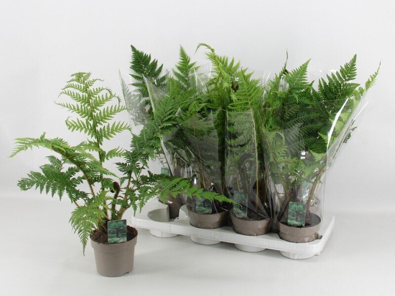 Cyathea australis [=Alsophila australis](feto arbóreo)