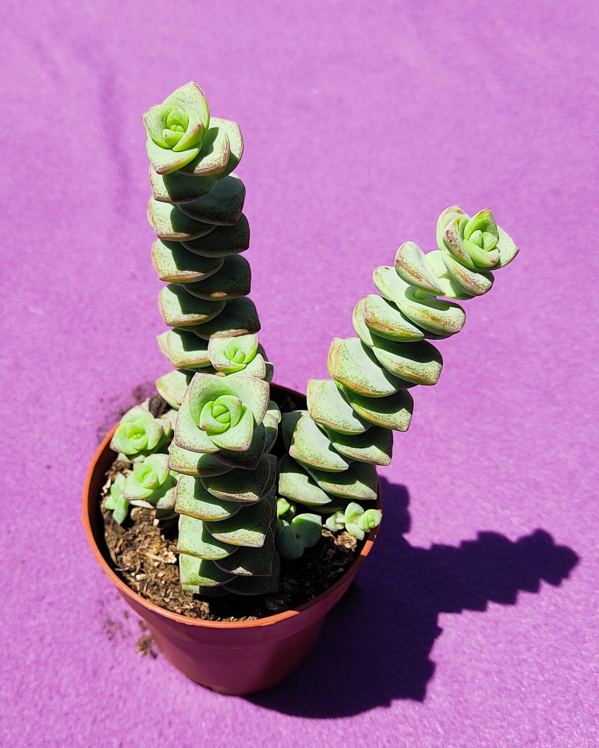 Crassula perfurada