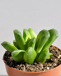 Haworthia cv. Tremenda