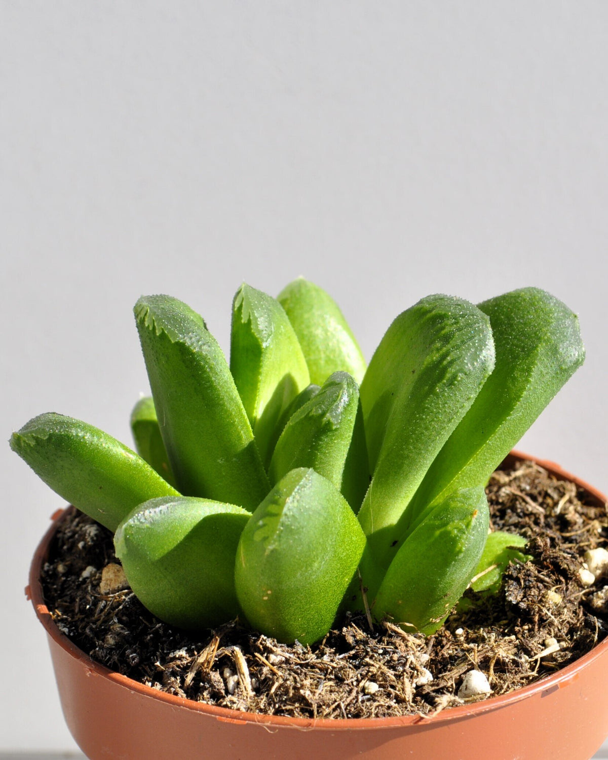 Haworthia cv. Tremenda