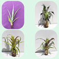 Lote Iniciación a las Minibromelias - 4 ejemplares