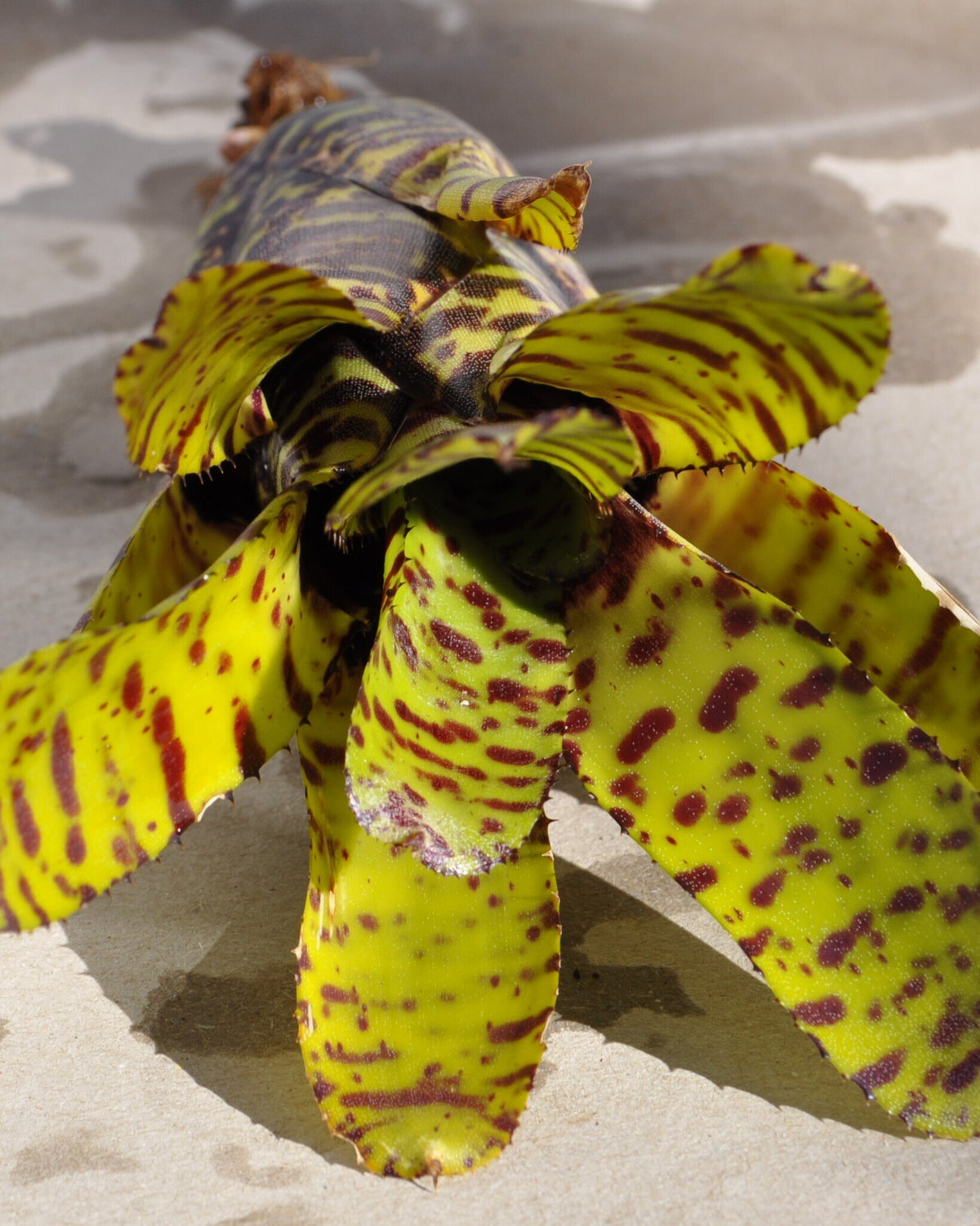 Neoregelia punctatissima