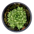 Haworthia cymbiformis var. obtusa