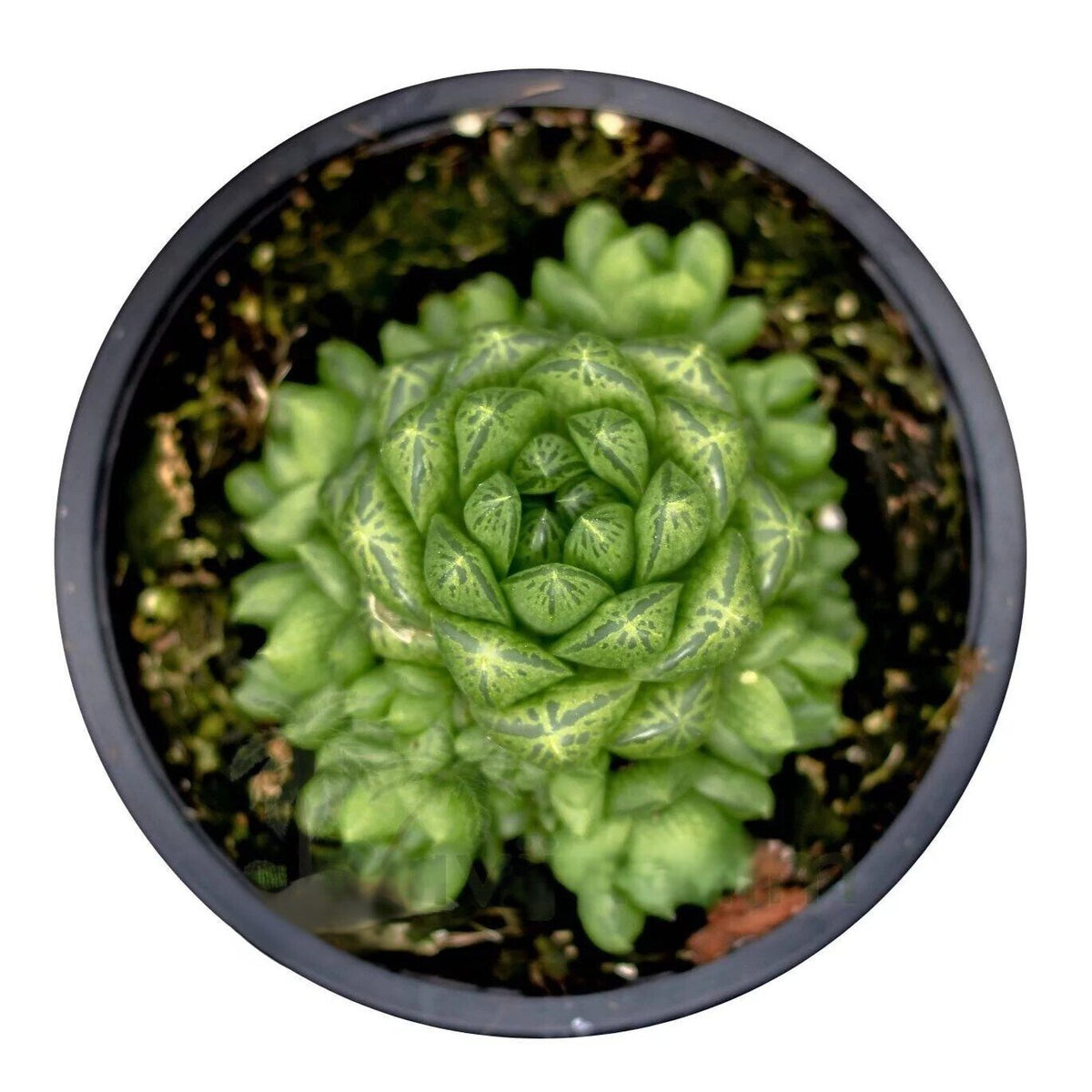 Haworthia cymbiformis var. obtusa