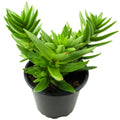 Crassula capitella subsp. thyrsiflora