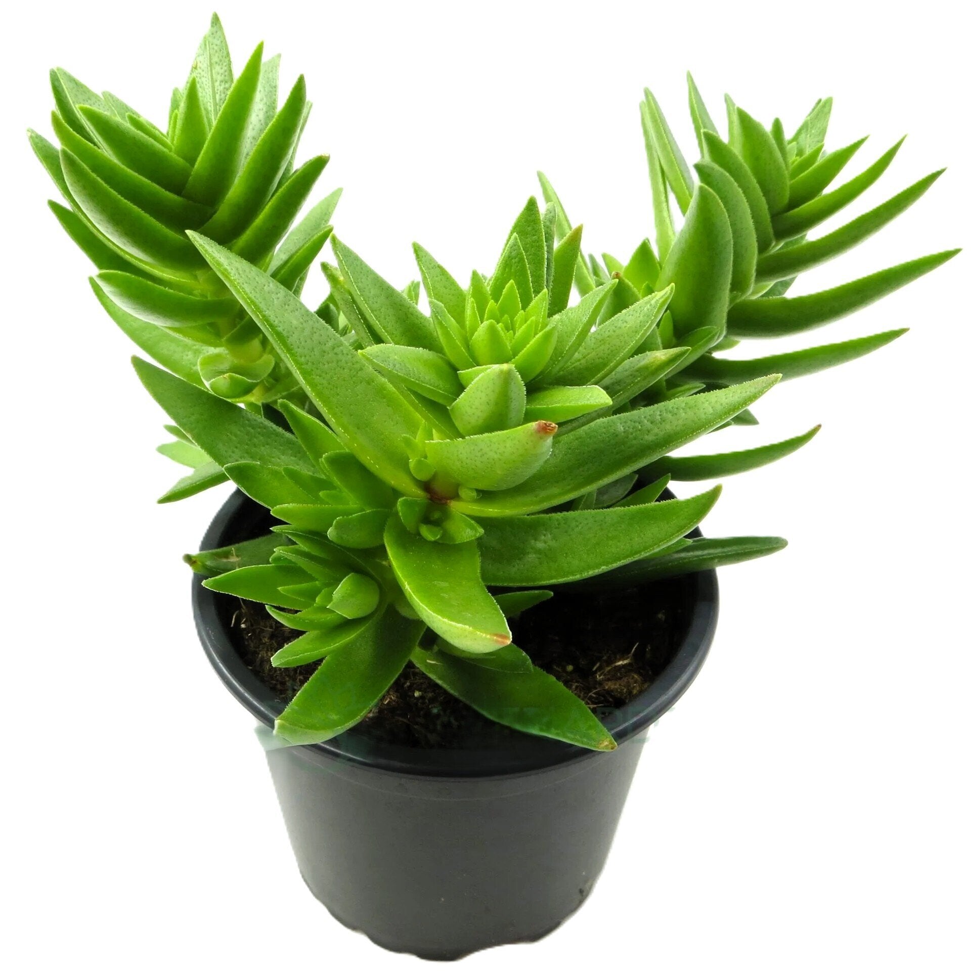 Crassula capitella subsp. thyrsiflora