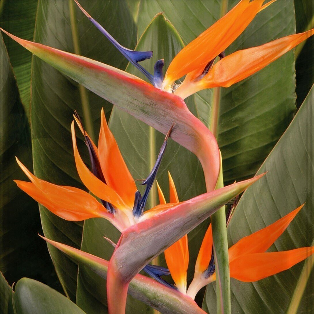 Strelitzia reginae (ave del paraiso) - Semillas