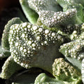 Titanopsis calcarea [média] (folha de cimento [média])