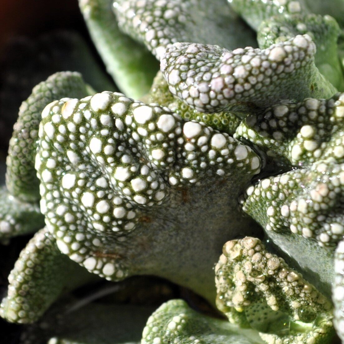 Titanopsis calcarea [média] (folha de cimento [média])