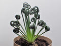 Albuca spiralis (albuca sacacorchos)
