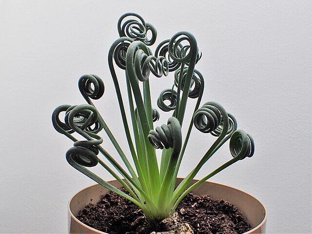 Albuca spiralis (albuca sacacorchos)