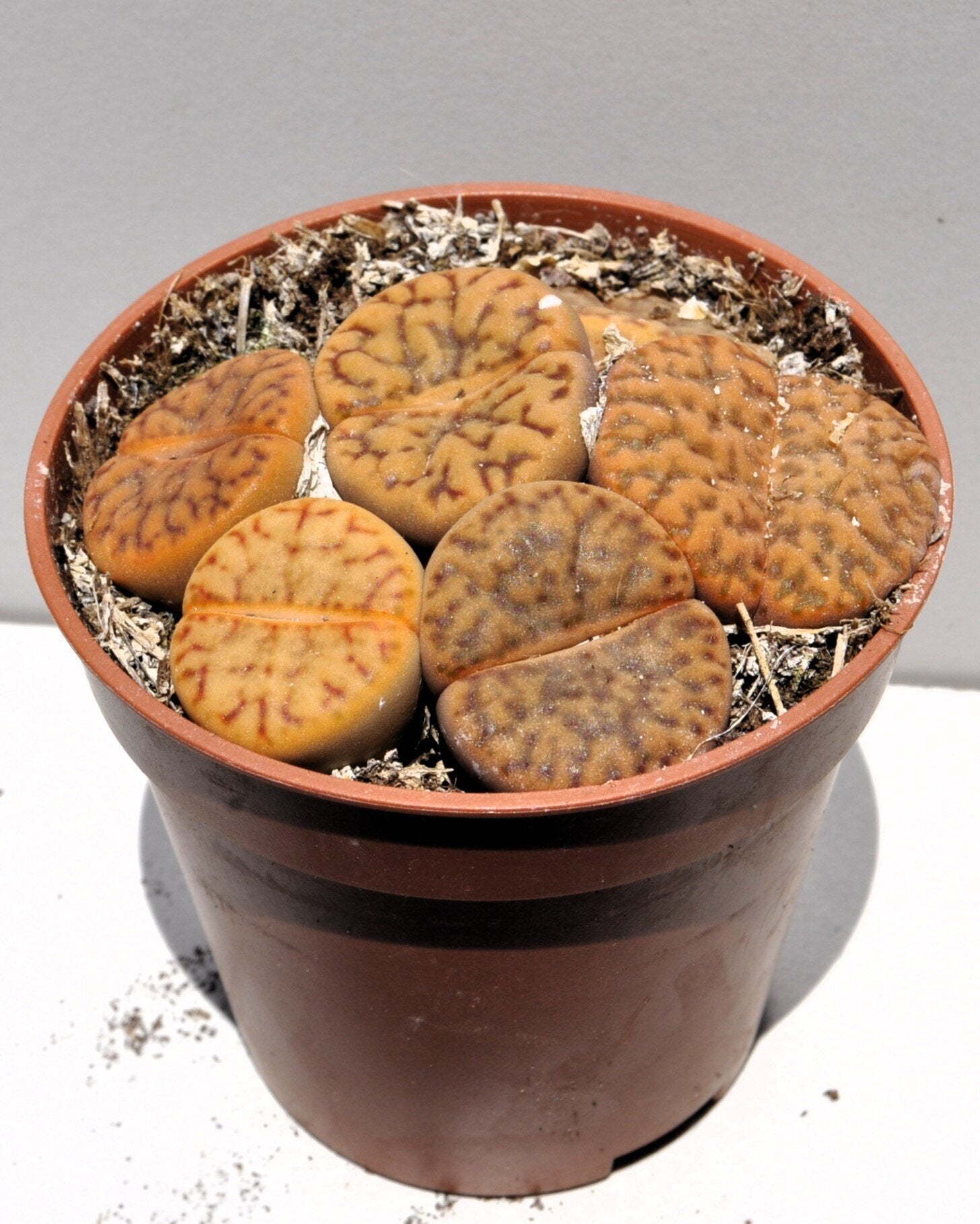 Lithops sp. rojizos M 5.5 (planta piedra, piedra viva)