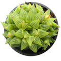 Haworthia retusa f. geraldii