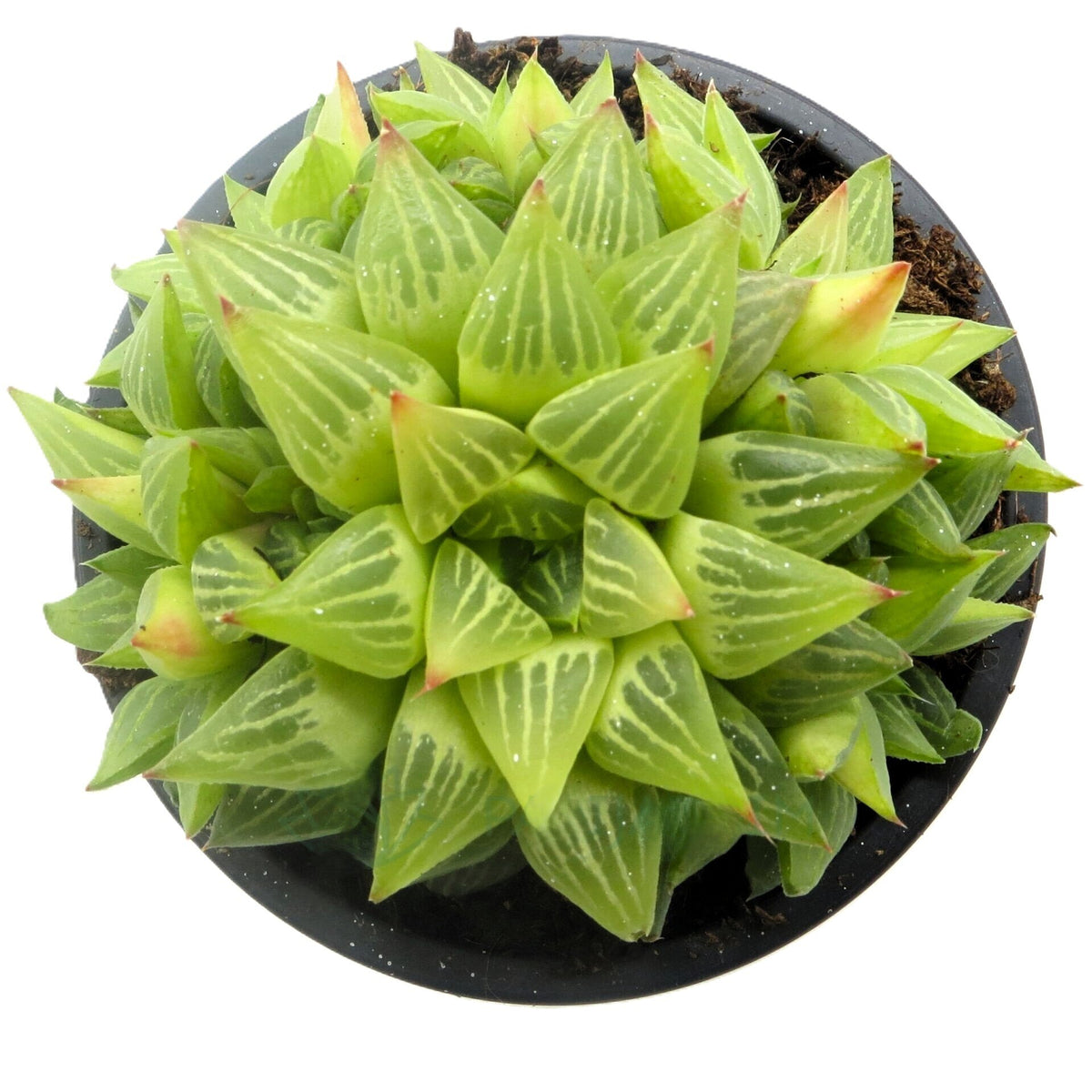 Haworthia retusa f. geraldii