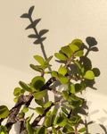 Portulacaria afra (planta-da-fortuna)