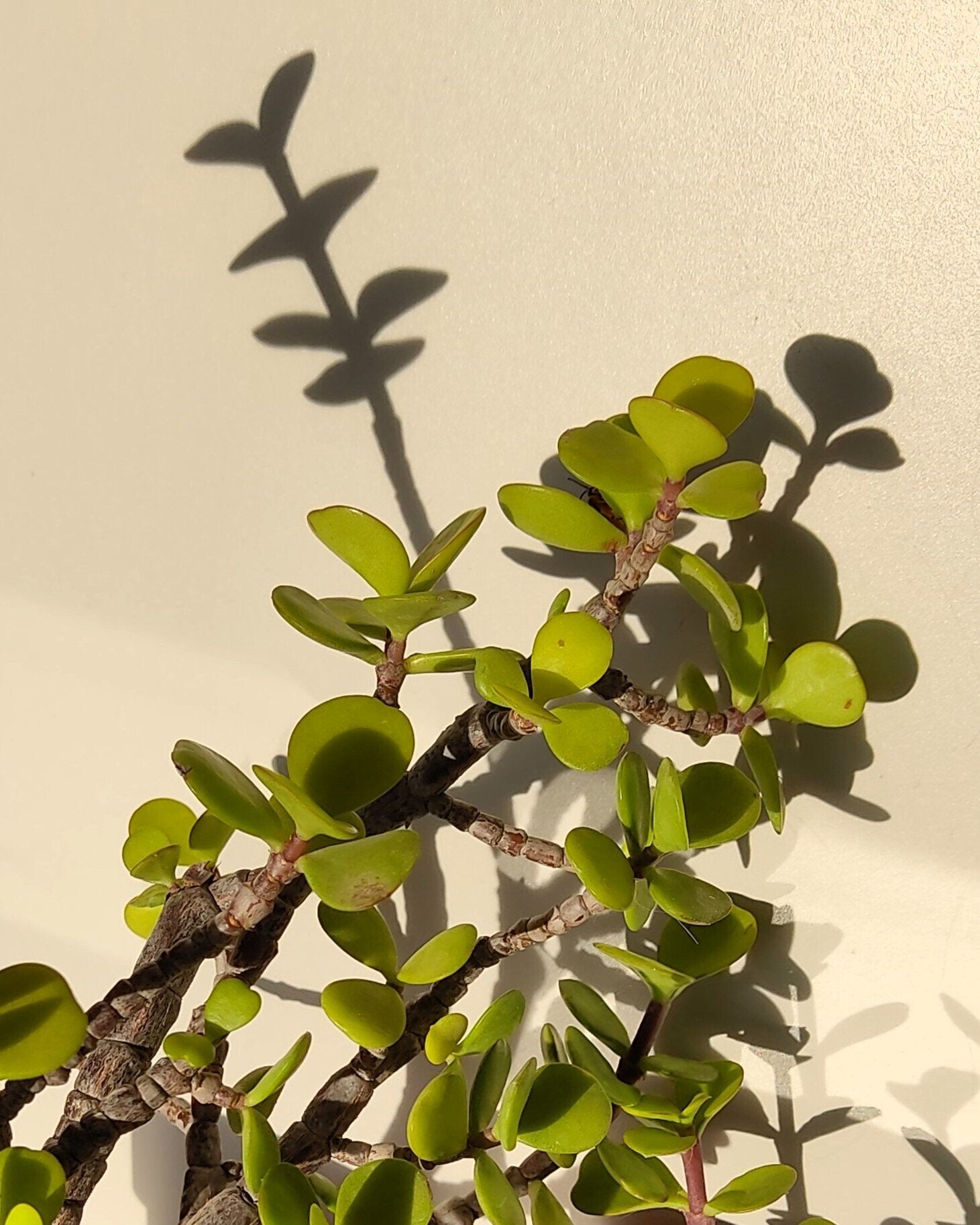 Portulacaria afra (planta-da-fortuna)