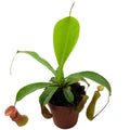 Planta carnívora Nepenthes sp. M10,5 (planta jarro, copa de mono)