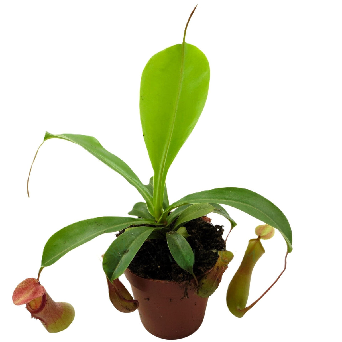 Planta carnívora Nepenthes sp. M10,5 (planta jarro, copa de mono)