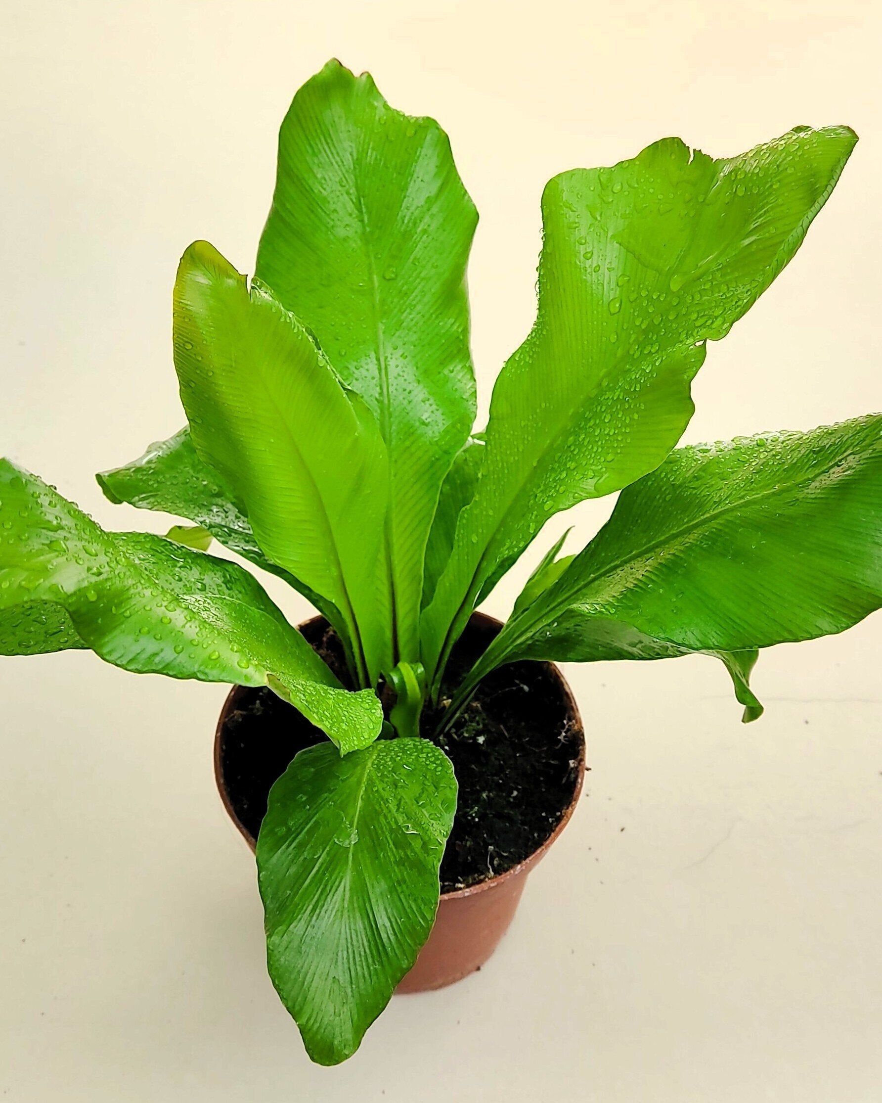 Asplenium nidus (helecho nido de ave)