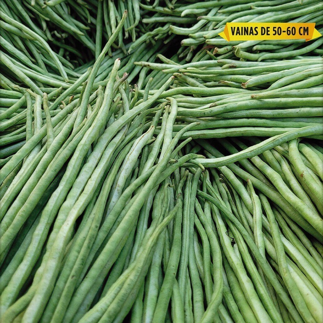 Vigna unguiculata subsp. sesquipedalis (judía de enrame ‘de metro’) - Semillas
