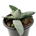 *Crassula perfoliata* var. *falcata* (planta-barbatana-de-tubarão)