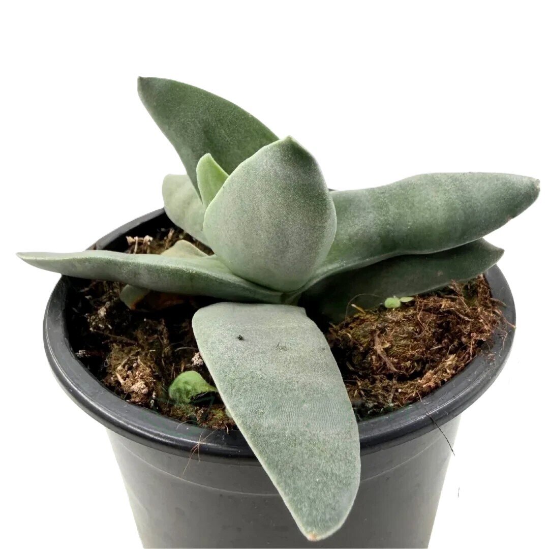 *Crassula perfoliata* var. *falcata* (planta-barbatana-de-tubarão)