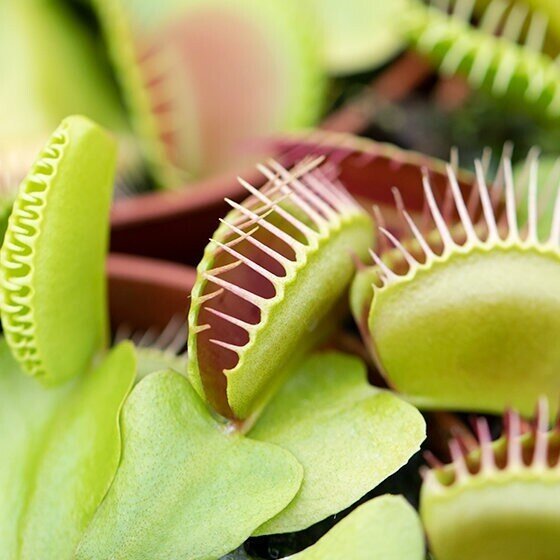 Planta carnívora Dionaea muscipula M5,5 (venus atrapamoscas)