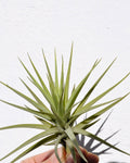 Tillandsia aeranthos