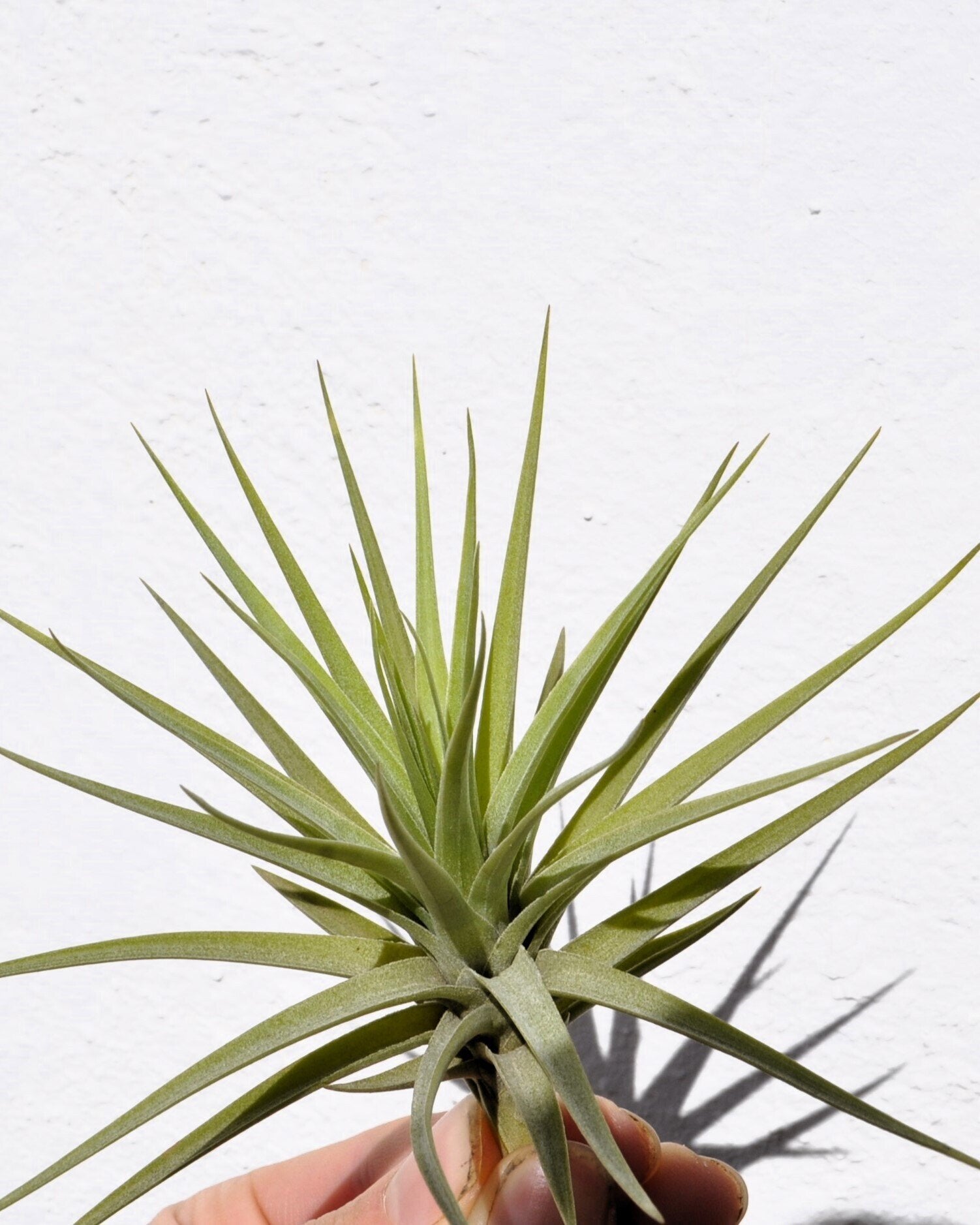 Tillandsia aeranthos