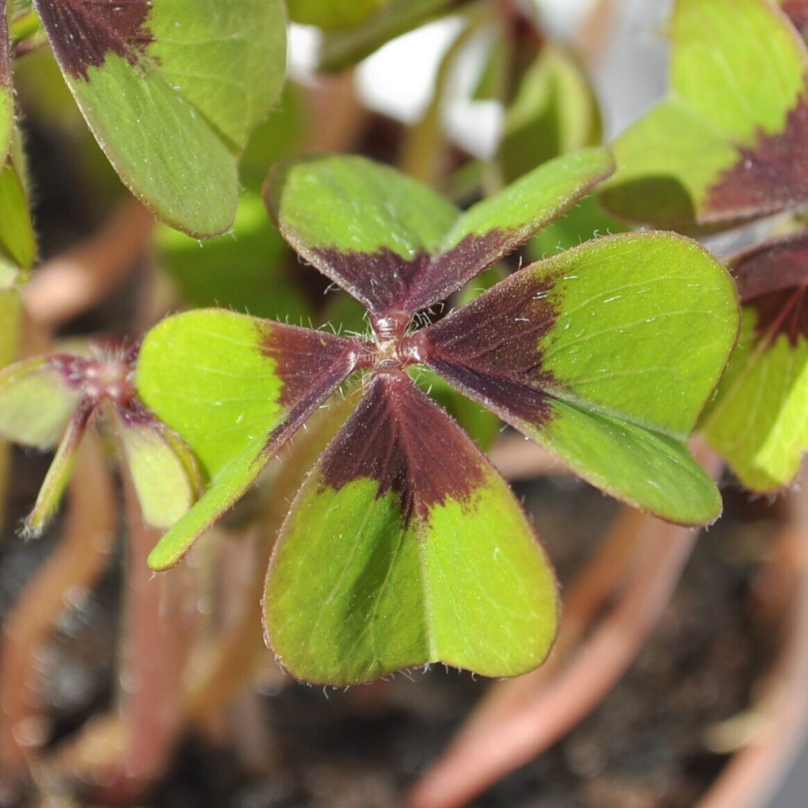 Oxalis deppei ("trébol" de cuatro hojas, cruz de hierro)