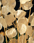 Lunaria annua (moneda del Papa) - Semillas
