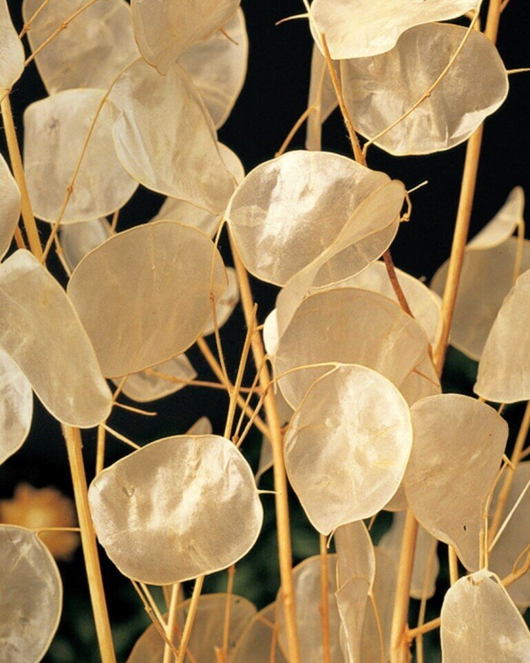 Lunaria annua (moneda del Papa) - Semillas