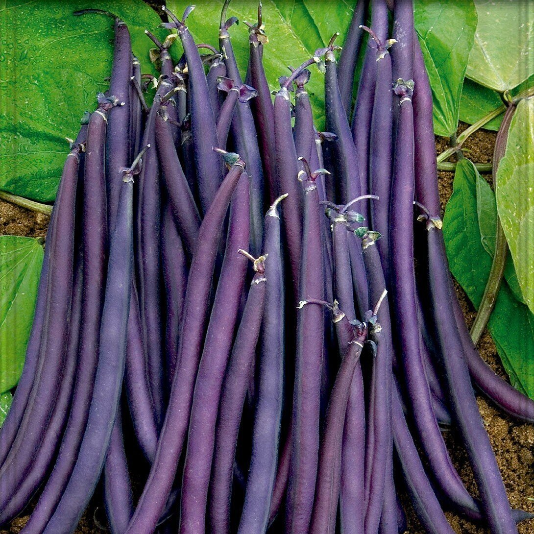 Phaseolus vulgaris 'Amethyst' (judía enana Amethyst)- Semillas