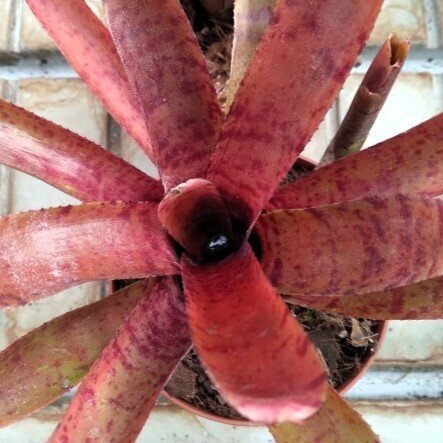 Neoregelia punctatissima rubra 'Hybrid'