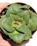 Crassula cf. hemisphaerica