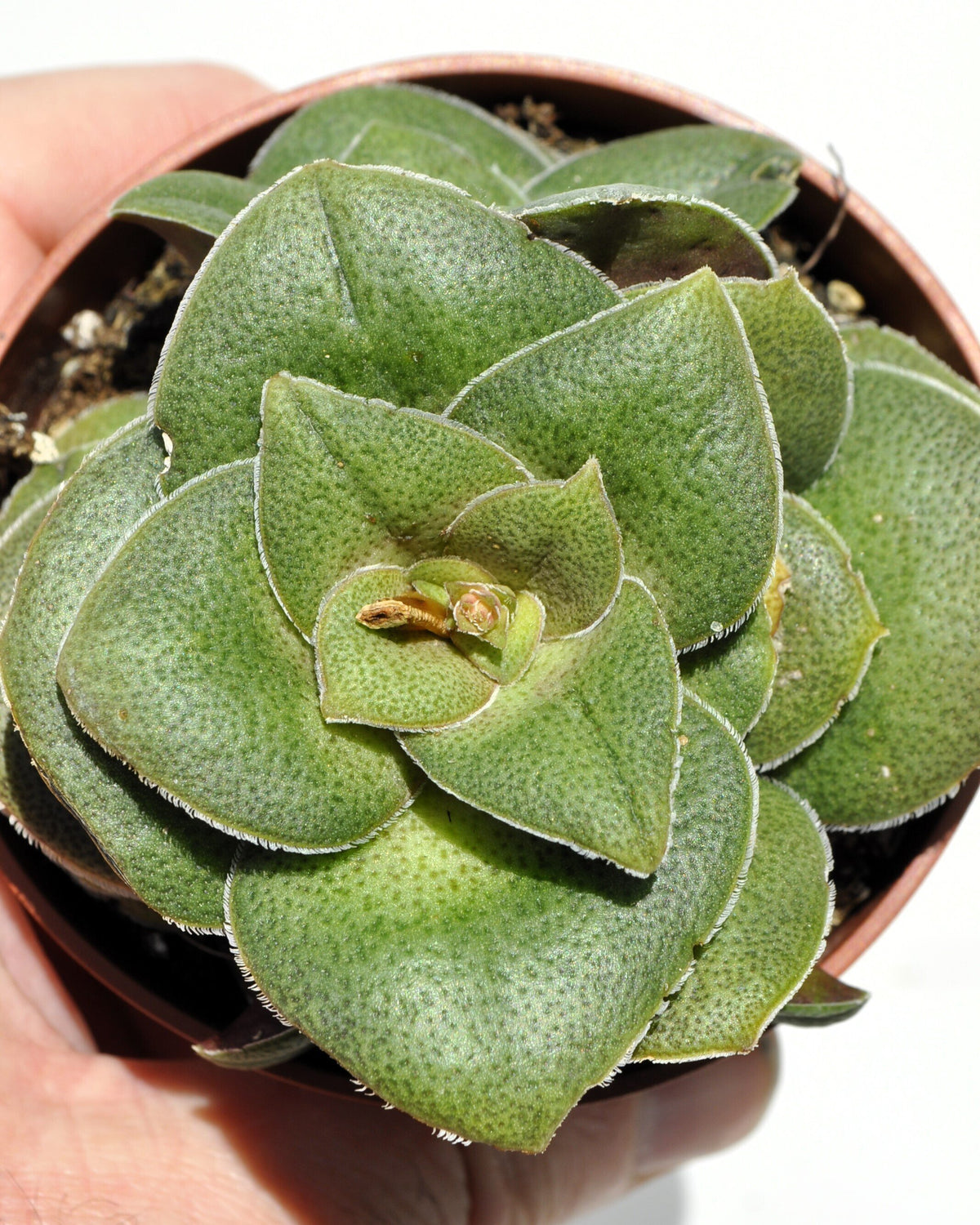 Crassula cf. hemisphaerica