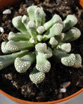 Titanopsis schwantesii