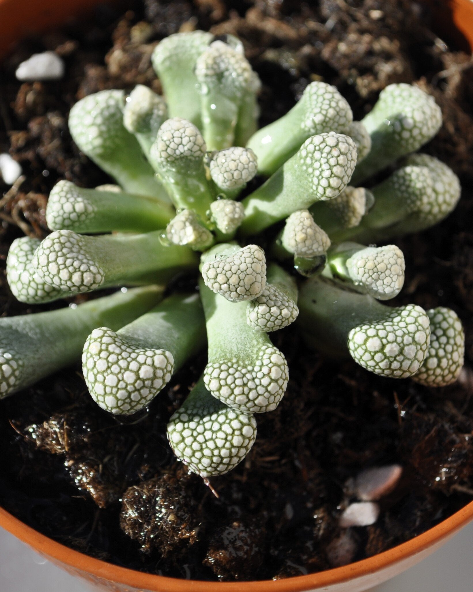 Titanopsis schwantesii