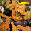 Cucurbita pepo (abobrinhas ornamentais variadas) - Sementes
