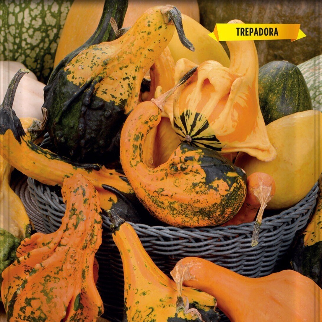 Cucurbita pepo (abobrinhas ornamentais variadas) - Sementes