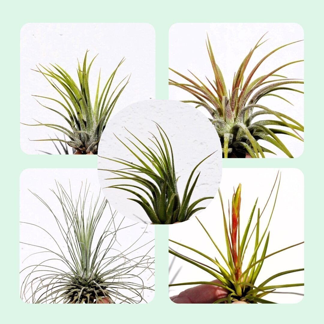 Lote Iniciación a las Plantas del Aire (tilandsias) - 5 ejemplares