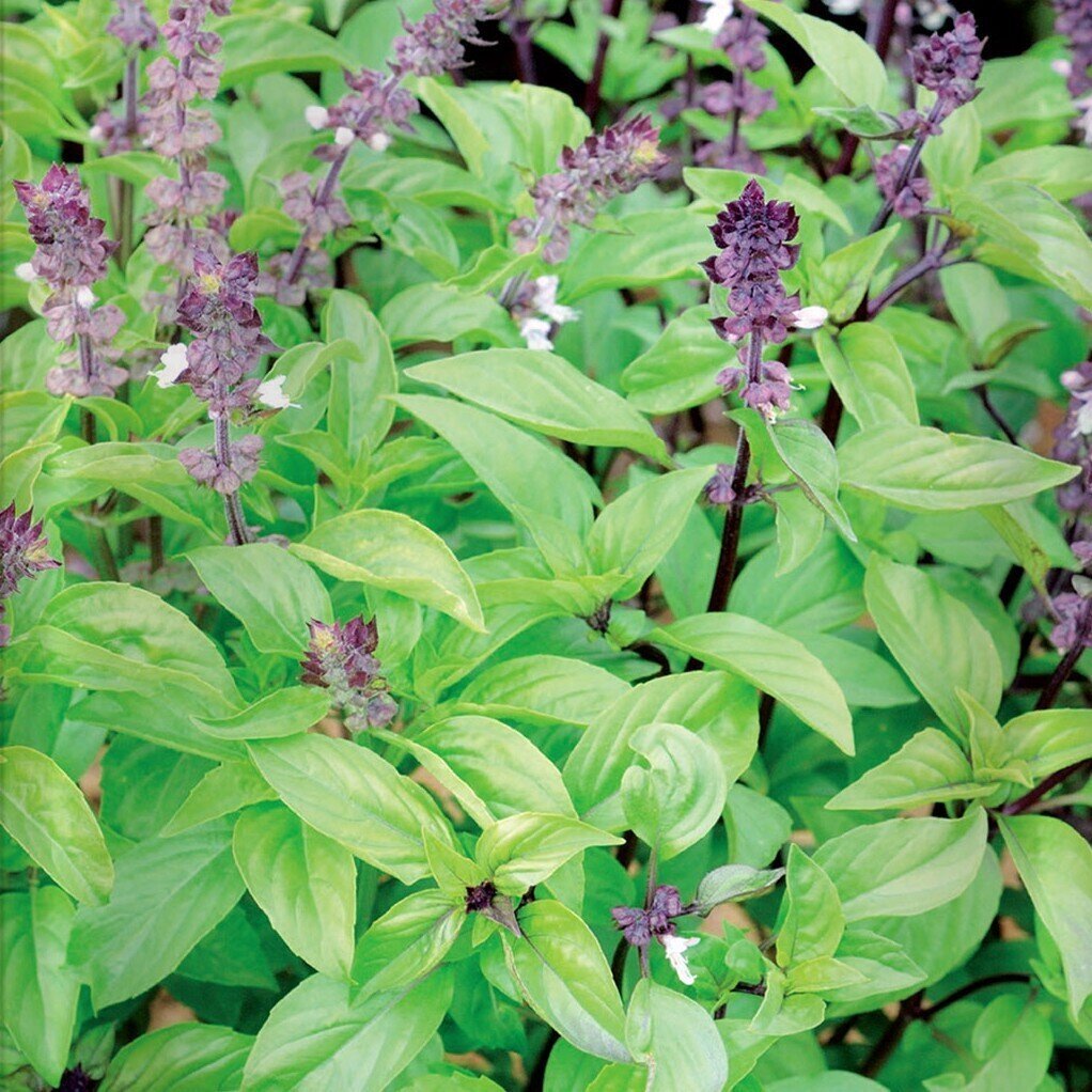 Ocimum basilicum 'Cannelle' (albahaca canela) - Semillas