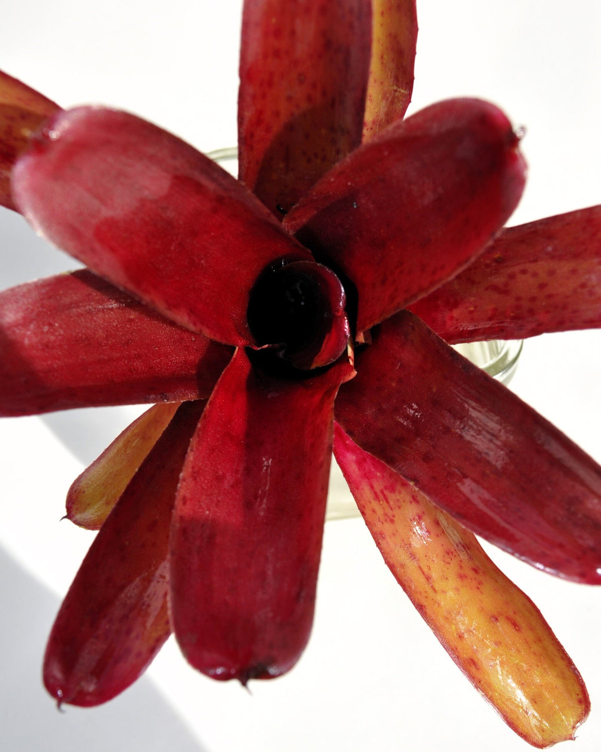 Neoregelia 'Amazon'