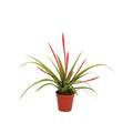 Tillandsia flabellata [en flor y con maceta]