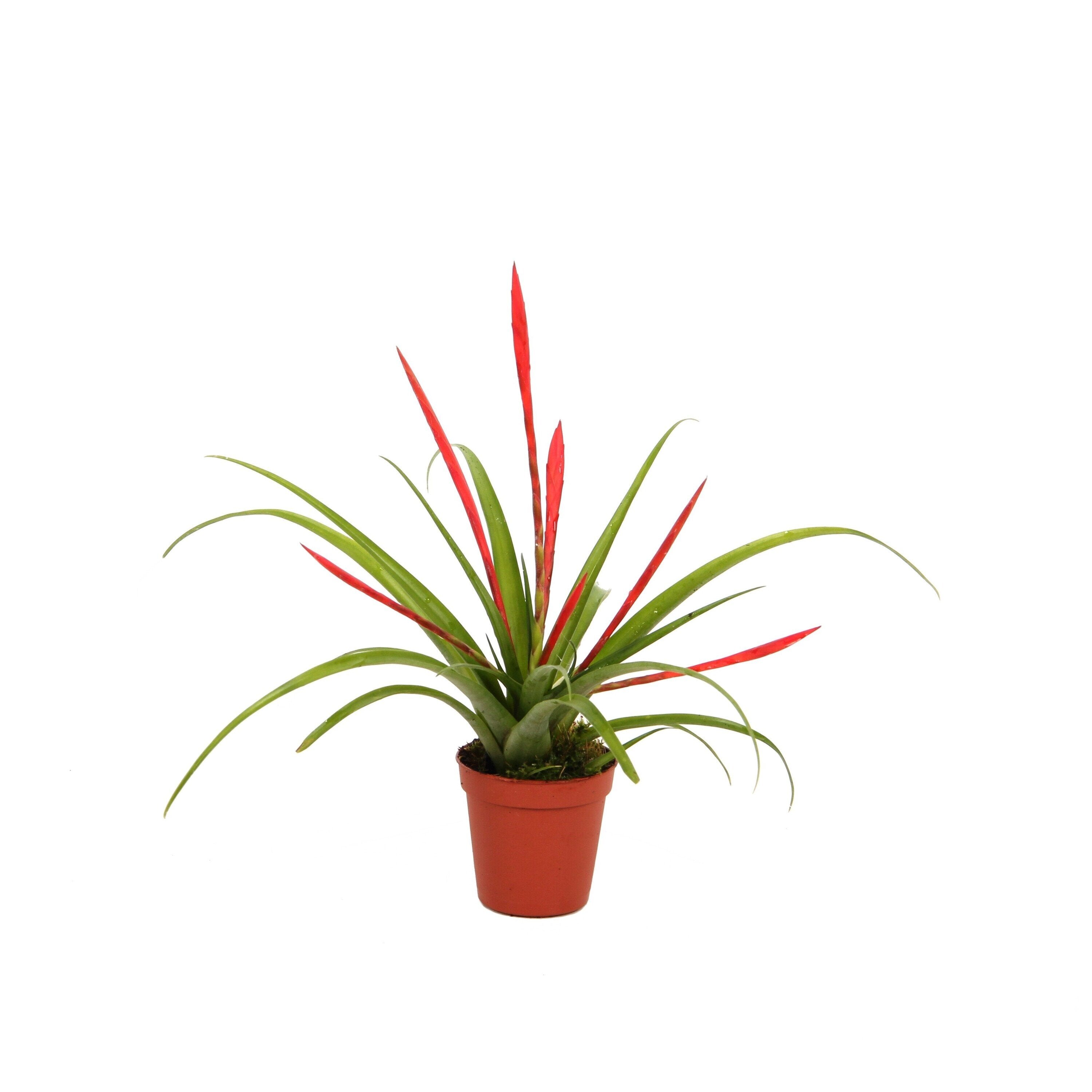 Tillandsia flabellata [en flor y con maceta]