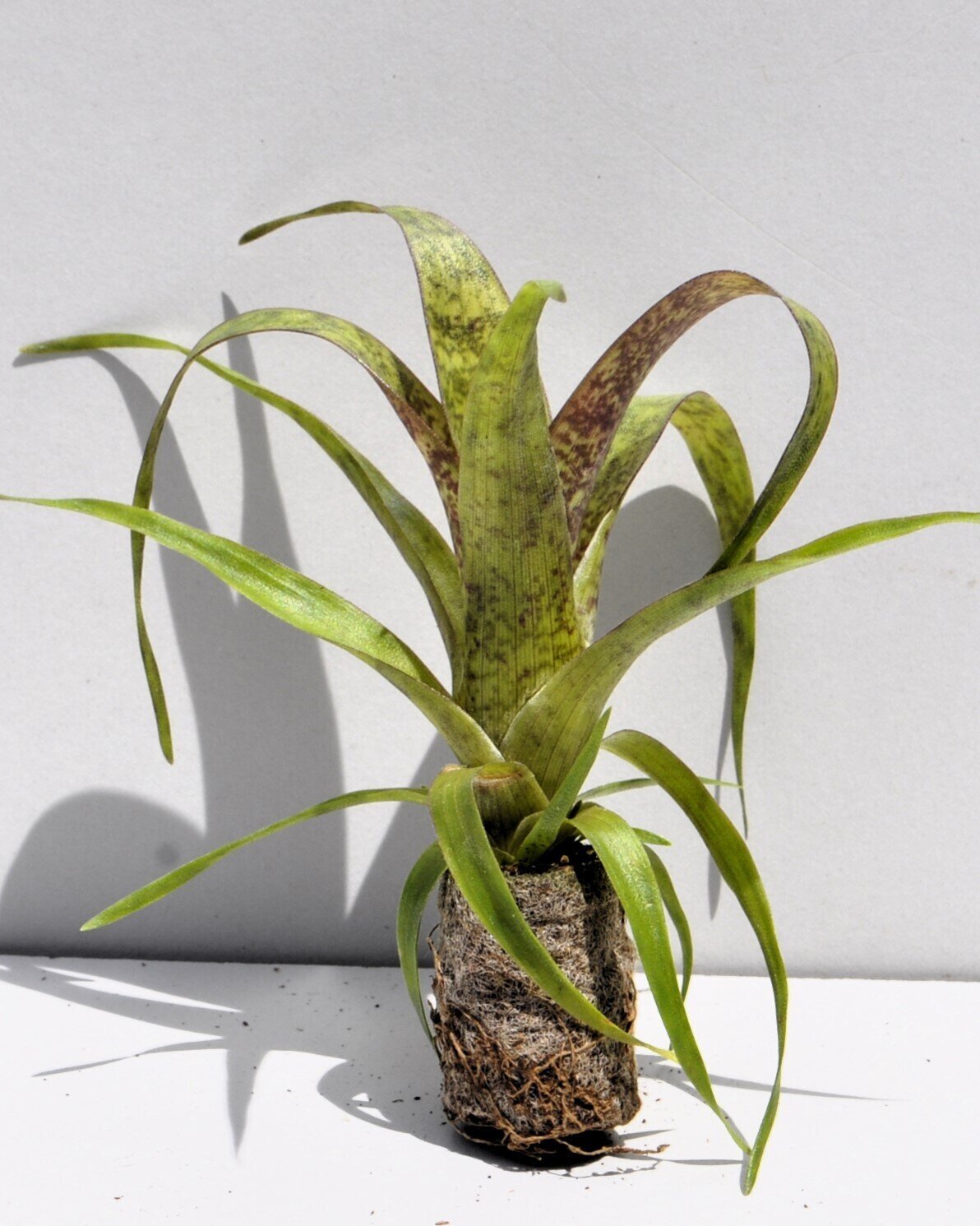 Vriesea 'Red Chestnut' [mini]